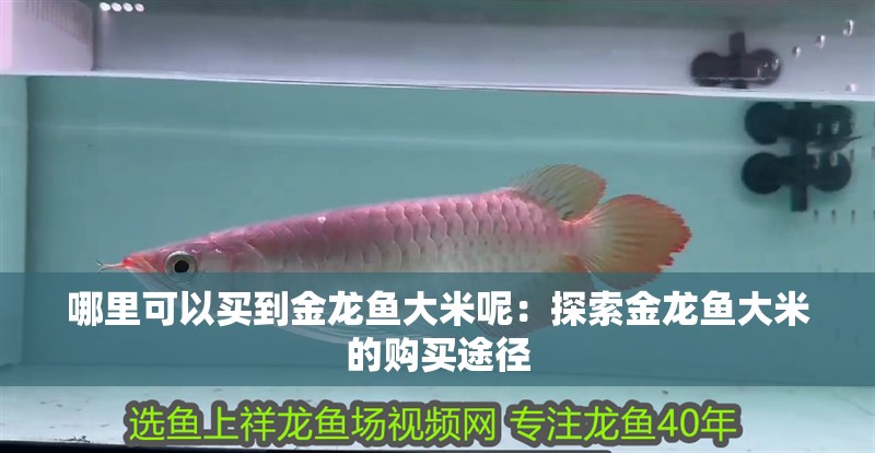 如何判斷龍魚眼睛凸出是否嚴重？ 如何判斷龍魚眼睛凸出是否嚴重？ 龍魚百科