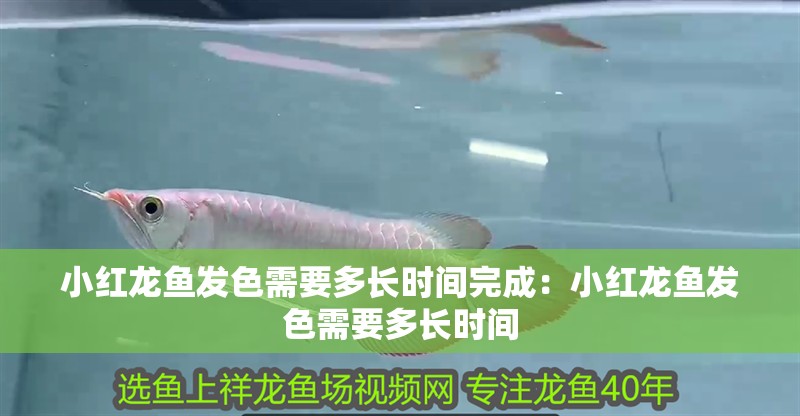 小紅龍魚發色需要多長時間完成：小紅龍魚發色需要多長時間