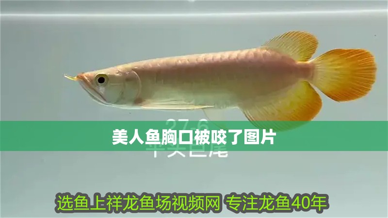 美人魚(yú)胸口被咬了圖片