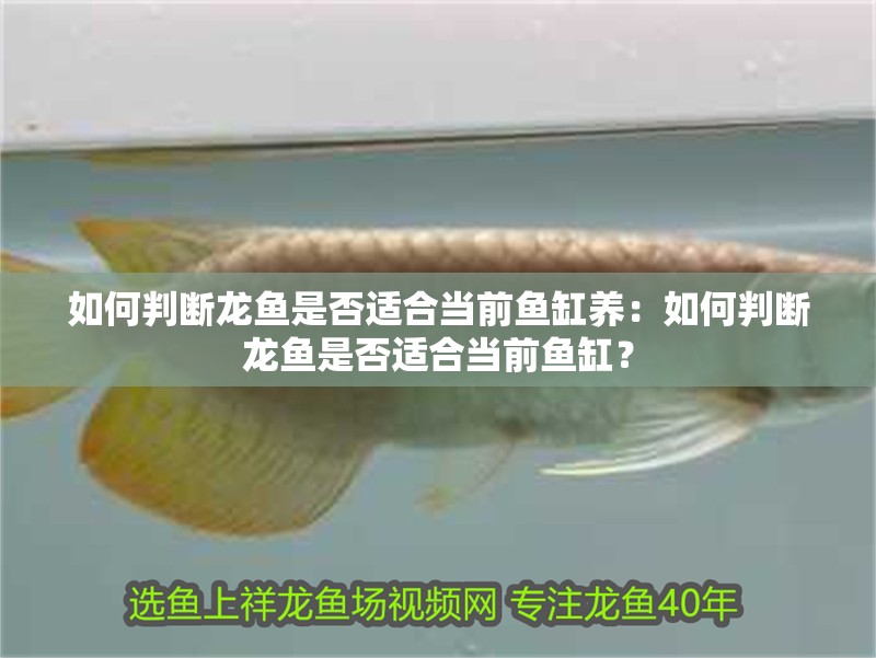 龍魚上午趴缸下午就沒事了：龍魚上午趴缸下午就沒事了現象可能由多種因素引起