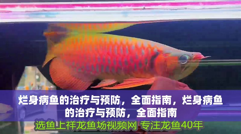 爛身病魚的治療與預(yù)防，全面指南，爛身病魚的治療與預(yù)防，全面指南