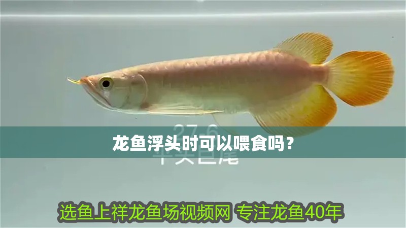 龍魚浮頭時可以喂食嗎？