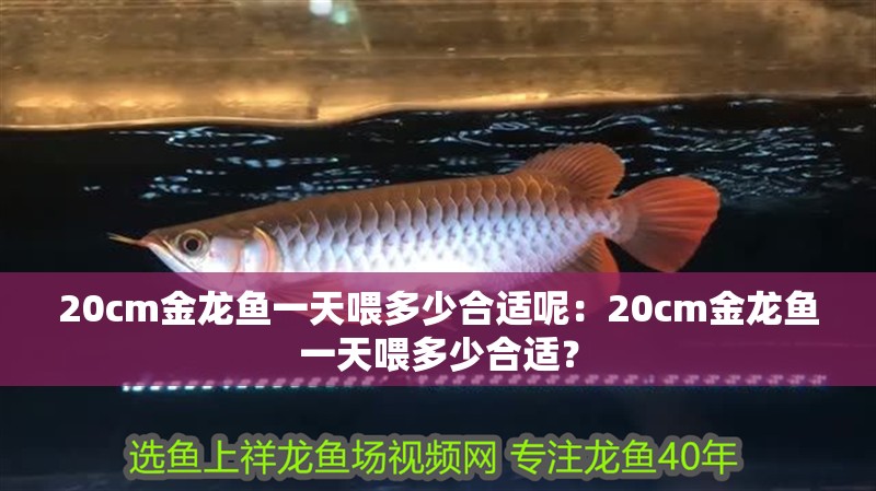 20cm金龍魚一天喂多少合適呢：20cm金龍魚一天喂多少合適？