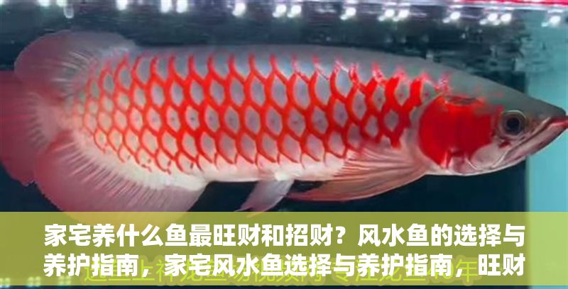 家宅養什么魚最旺財和招財？風水魚的選擇與養護指南，家宅風水魚選擇與養護指南，旺財招財的魚類推薦