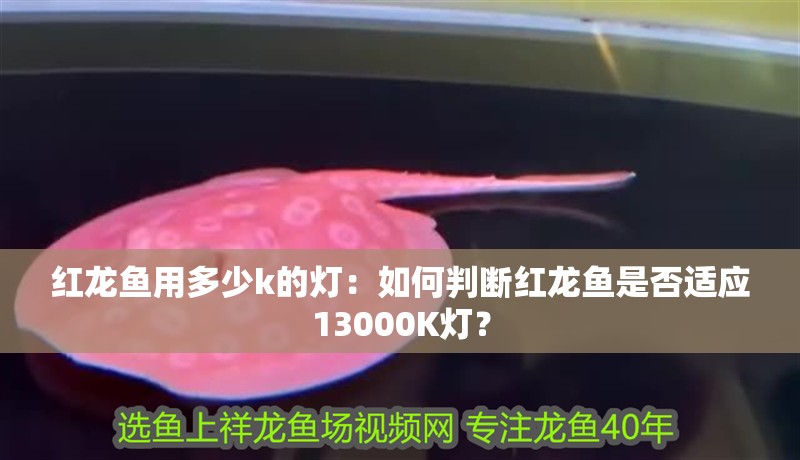 紅龍魚用多少k的燈：如何判斷紅龍魚是否適應13000K燈？ 紅龍魚用多少k的燈：如何判斷紅龍魚是否適應13000K燈？ 水族問答