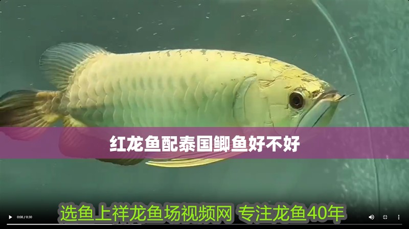 龍魚松鱗可以用高錳酸鉀嗎（治療龍魚松鱗病的方法）