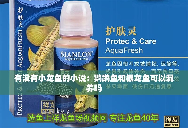有沒有小龍魚的小說：鸚鵡魚和銀龍魚可以混養嗎