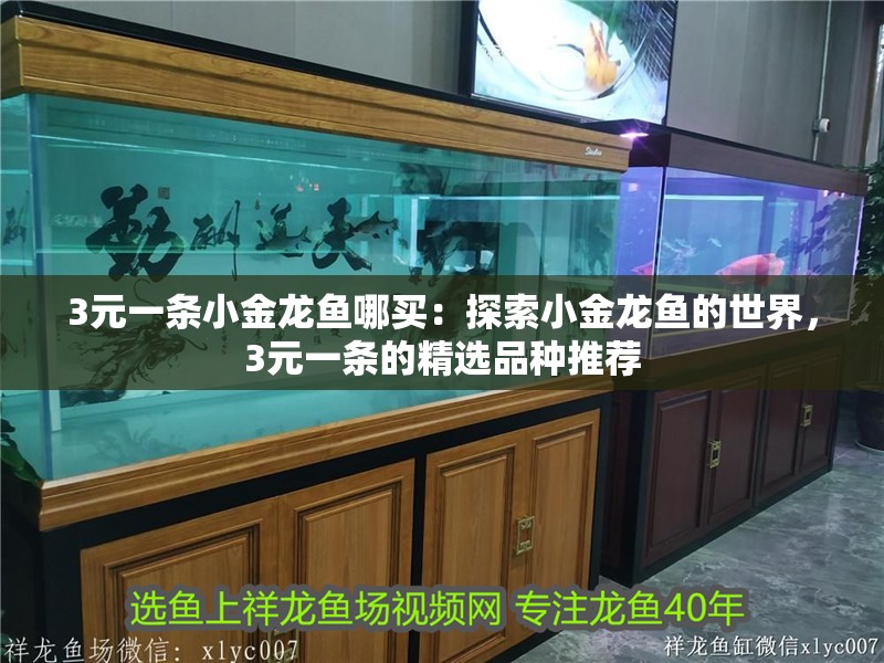 3元一條小金龍魚哪買：探索小金龍魚的世界，3元一條的精選品種推薦