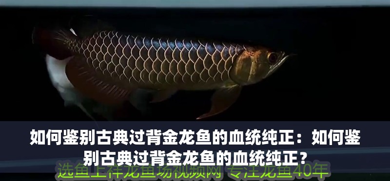 如何鑒別古典過背金龍魚的血統純正：如何鑒別古典過背金龍魚的血統純正？