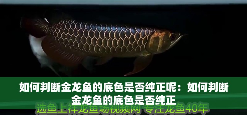 魚缸過濾器選購指南:自制魚缸過濾器魚缸上置過濾器對于養魚愛好者的必備知識 如何判斷金龍魚的底色是否純正呢:如何判斷金龍魚的底色是否純正 水族問答 如何判斷金龍魚的底色是否純正呢:如何判斷金龍魚的底色是否純正 如何判斷金龍魚的底色是否純正呢:如何判斷金龍魚的底色是否純正 水族問答