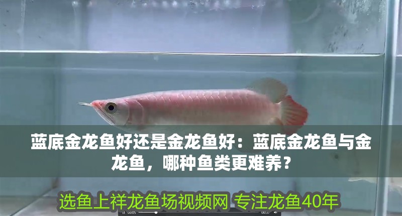 藍底金龍魚好還是金龍魚好：藍底金龍魚與金龍魚，哪種魚類更難養？