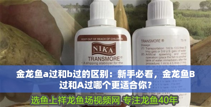 金龍魚a過和b過的區別：新手必看，金龍魚B過和A過哪個更適合你？