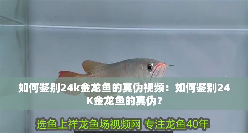 如何鑒別24k金龍魚的真偽視頻：如何鑒別24K金龍魚的真偽？