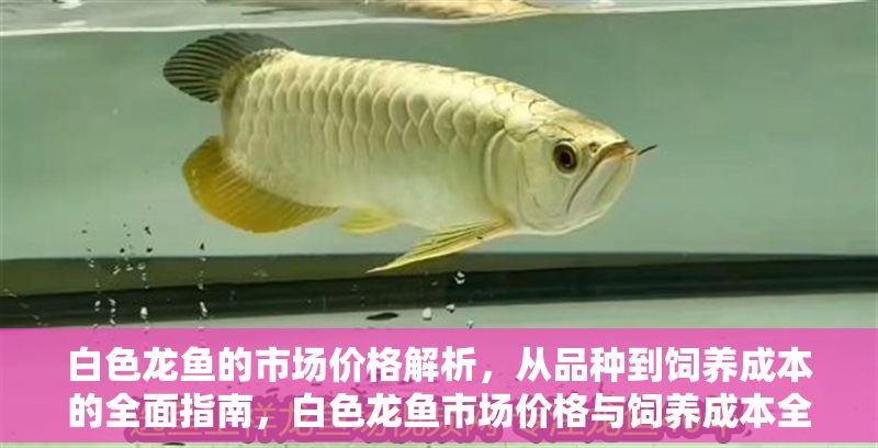 白色龍魚的市場價格解析，從品種到飼養成本的全面指南，白色龍魚市場價格與飼養成本全解析
