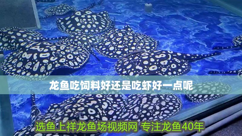 龍魚吃飼料好還是吃蝦好一點呢 龍魚百科 第2張 龍魚吃飼料好還是吃蝦好一點呢 龍魚吃飼料好還是吃蝦好一點呢 龍魚百科 第2張