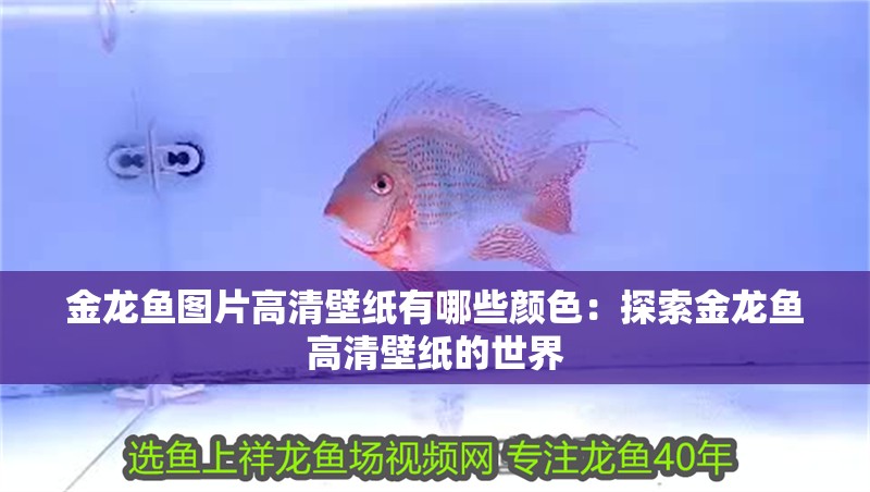金龍魚圖片高清壁紙有哪些顏色：探索金龍魚高清壁紙的世界