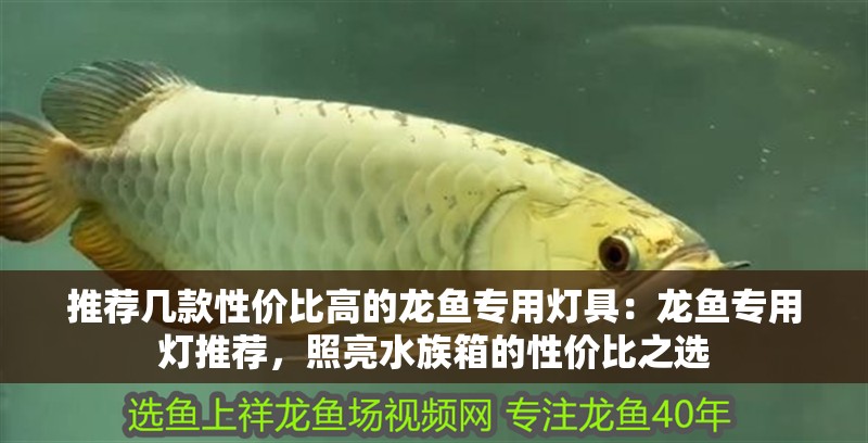 推薦幾款性價比高的龍魚專用燈具：龍魚專用燈推薦，照亮水族箱的性價比之選