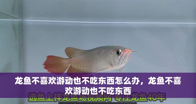 龍魚不喜歡游動也不吃東西怎么辦，龍魚不喜歡游動也不吃東西