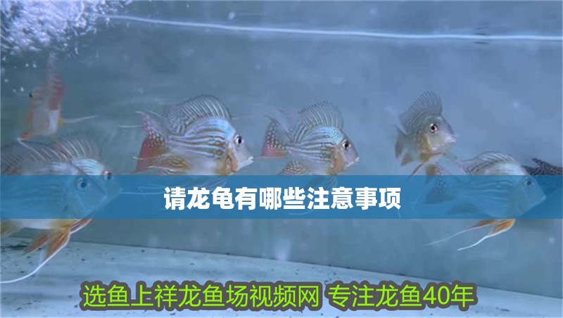 請龍龜有哪些注意事項