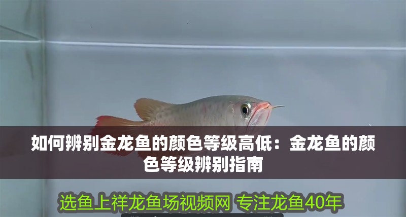如何辨別金龍魚的顏色等級高低：金龍魚的顏色等級辨別指南