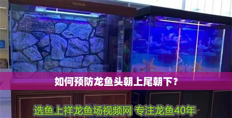 如何預防龍魚頭朝上尾朝下？