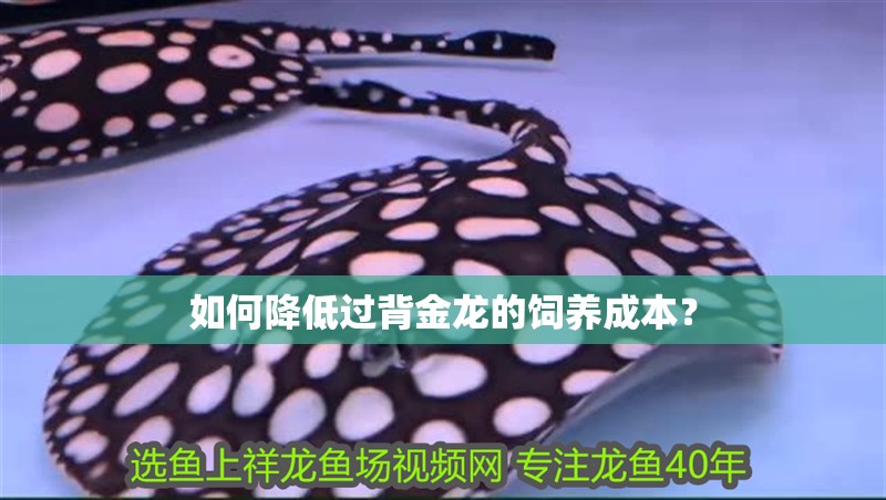 如何降低過背金龍的飼養成本？