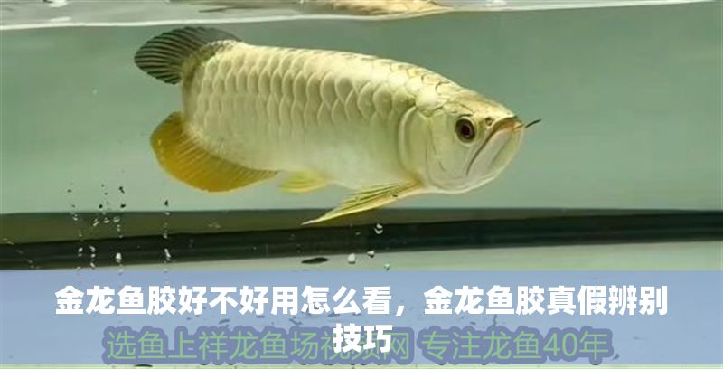 金龍魚膠好不好用怎么看，金龍魚膠真假辨別技巧