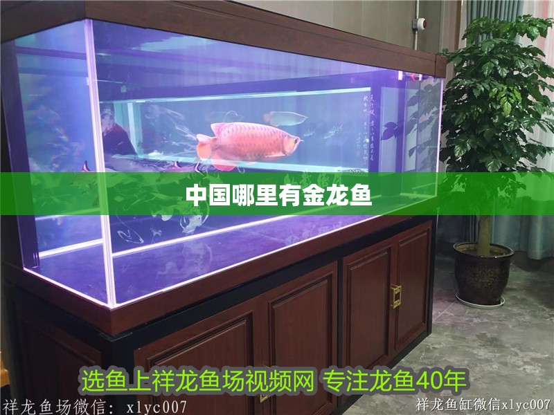 中國(guó)哪里有金龍魚(yú)