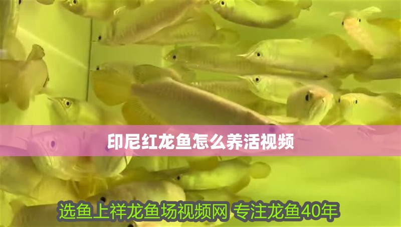 印尼紅龍魚怎么養(yǎng)活視頻