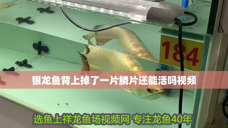 銀龍魚背上掉了一片鱗片還能活嗎視頻 銀龍魚背上掉了一片鱗片還能活嗎視頻 龍魚百科