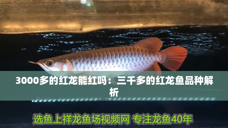3000多的紅龍能紅嗎：三千多的紅龍魚品種解析
