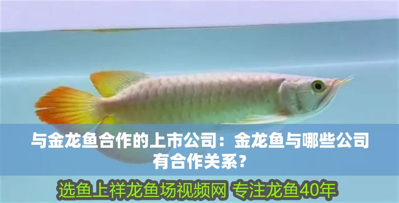 與金龍魚合作的上市公司：金龍魚與哪些公司有合作關(guān)系？