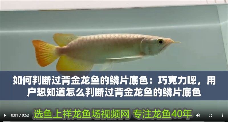 如何判斷過背金龍魚的鱗片底色：巧克力嗯，用戶想知道怎么判斷過背金龍魚的鱗片底色