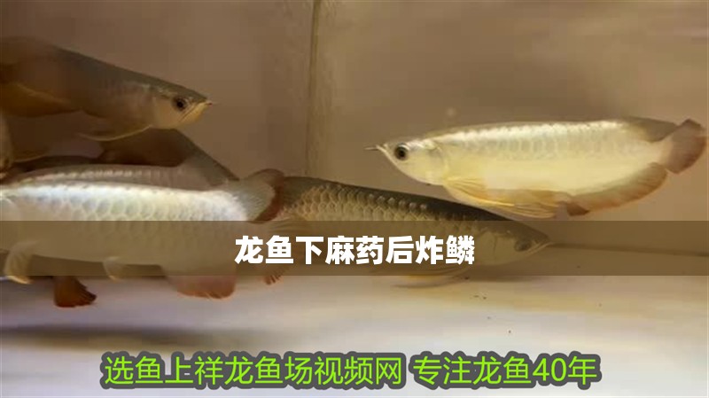 龍魚下麻藥后炸鱗