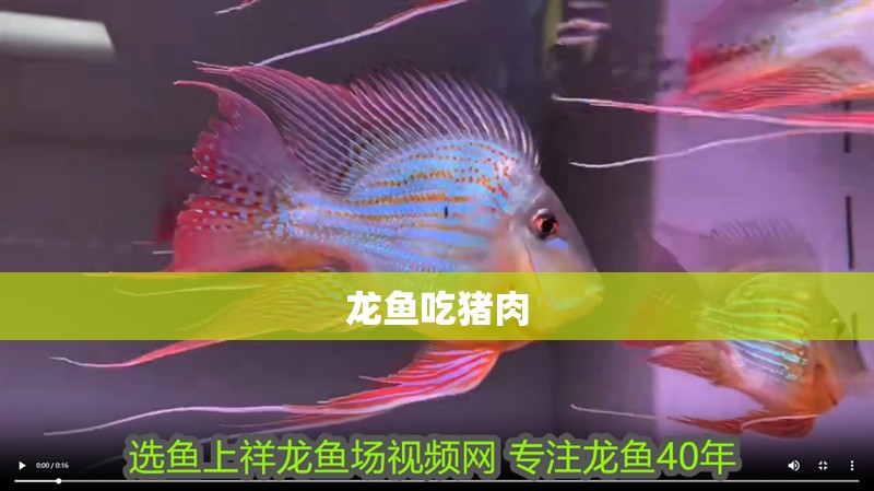 龍魚吃豬肉 龍魚吃豬肉 龍魚百科