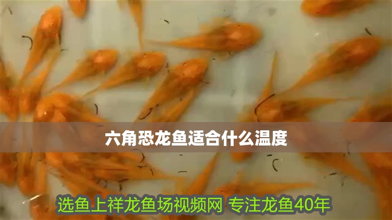 六角恐龍魚適合什么溫度