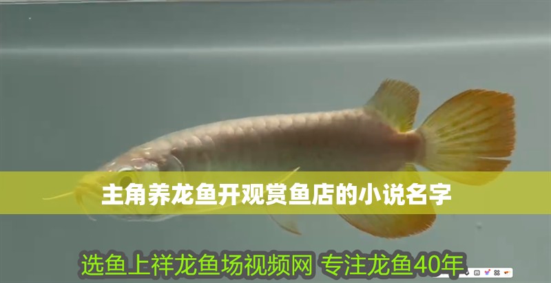 主角養龍魚開觀賞魚店的小說名字 主角養龍魚開觀賞魚店的小說名字 龍魚百科