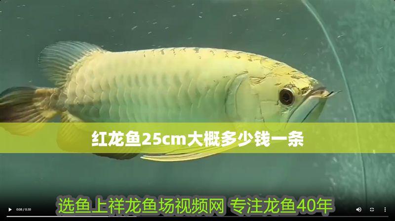 紅龍魚25cm大概多少錢一條 紅龍魚25cm大概多少錢一條 龍魚百科 第1張