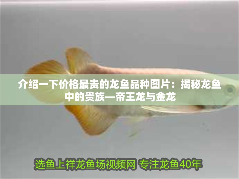 介紹一下價格最貴的龍魚品種圖片：揭秘龍魚中的貴族—帝王龍與金龍 介紹一下價格最貴的龍魚品種圖片：揭秘龍魚中的貴族—帝王龍與金龍 水族問答