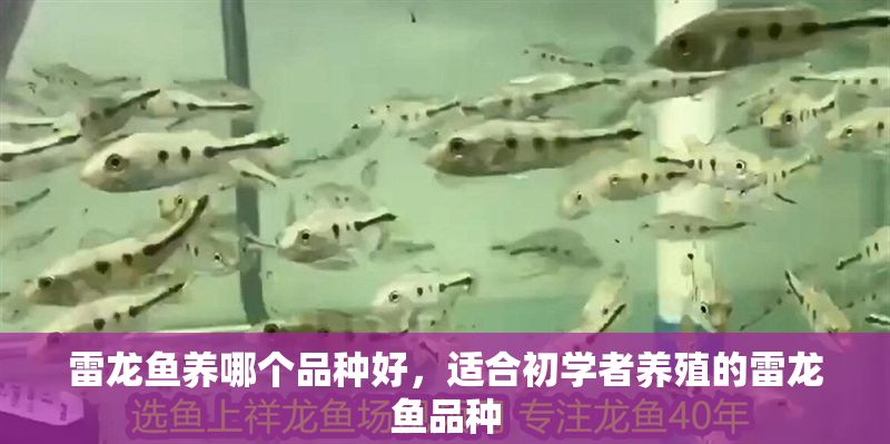 雷龍魚養哪個品種好，適合初學者養殖的雷龍魚品種