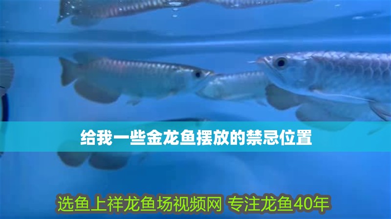給我一些金龍魚擺放的禁忌位置