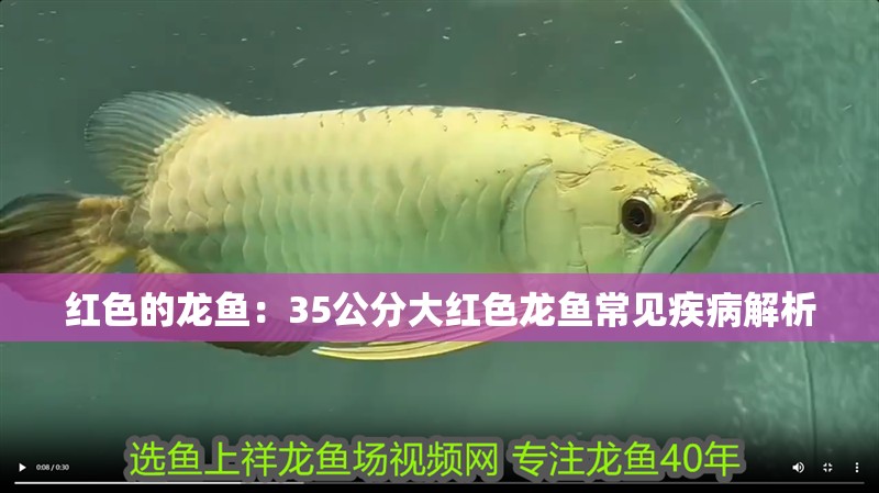 紅色的龍魚(yú)：35公分大紅色龍魚(yú)常見(jiàn)疾病解析
