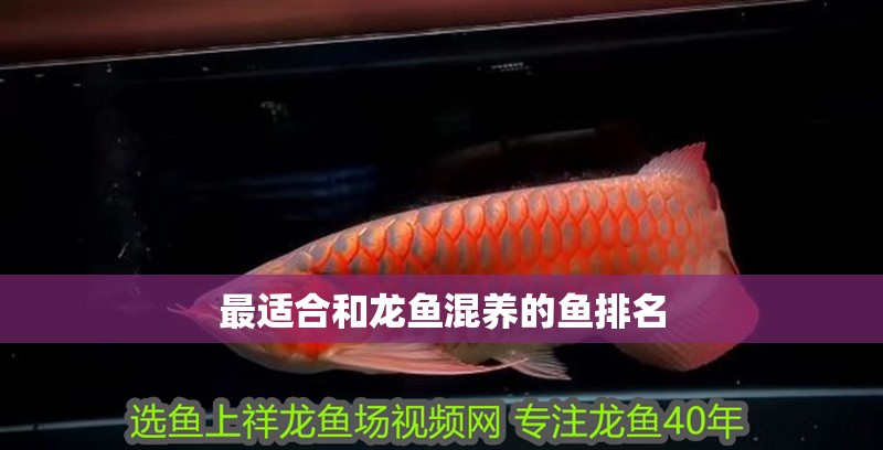 最適合和龍魚混養的魚排名