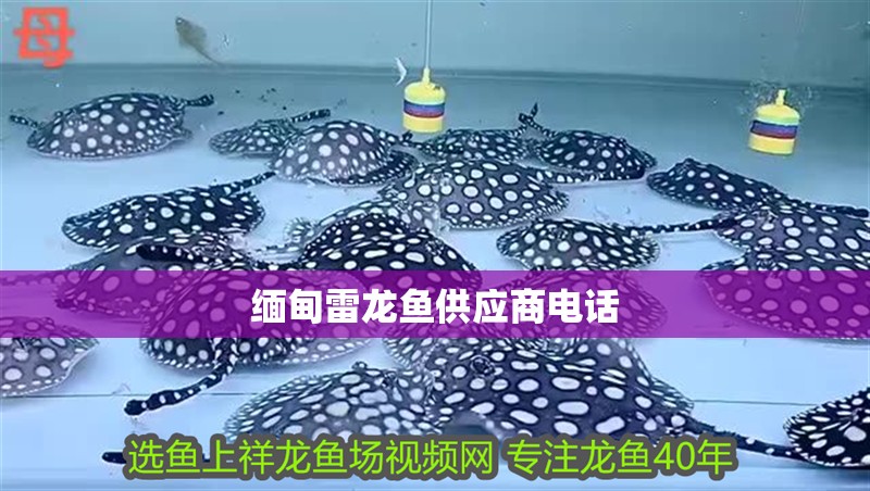 緬甸雷龍魚供應商電話