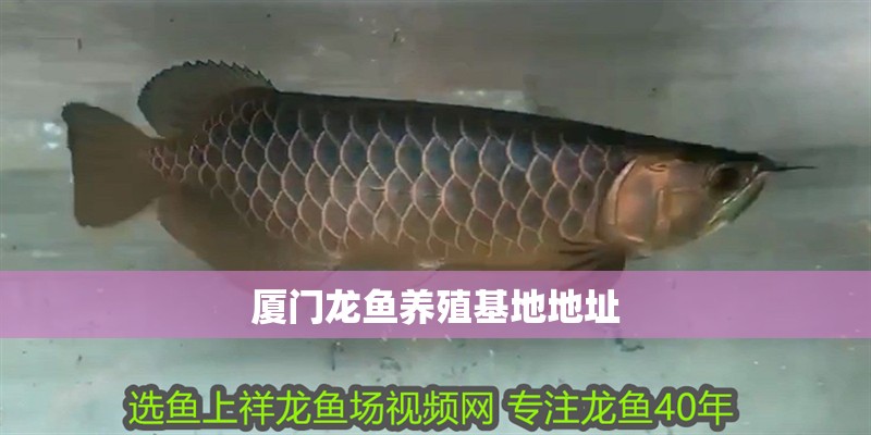 廈門龍魚養殖基地地址