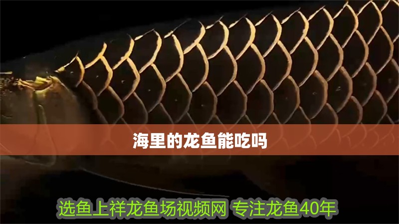 紅龍魚只吃大麥蟲怎么辦（紅龍魚只吃大麥蟲怎么辦紅龍魚只吃大麥蟲怎么辦）