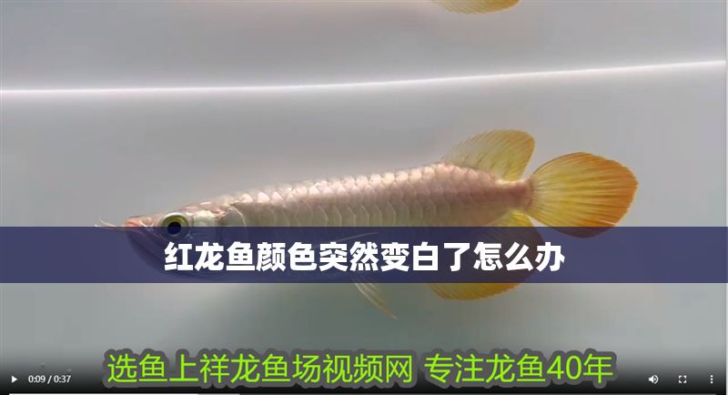 紅龍魚顏色突然變白了怎么辦