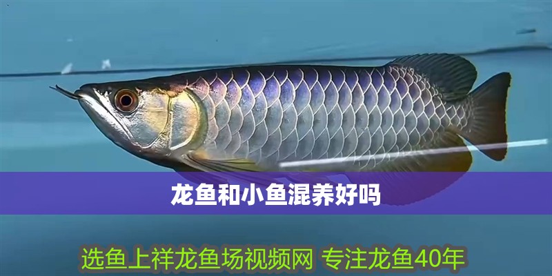 龍魚和小魚混養好嗎