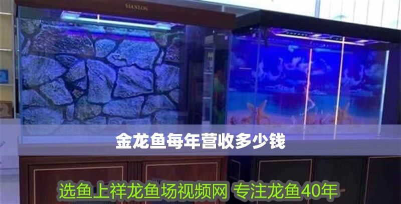 金龍魚每年營收多少錢 金龍魚每年營收多少錢 龍魚百科