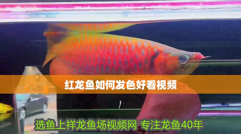 紅龍魚如何發色好看視頻